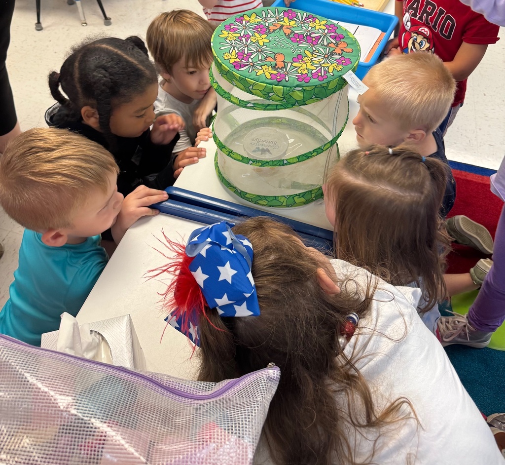 students watching catipillarrs
