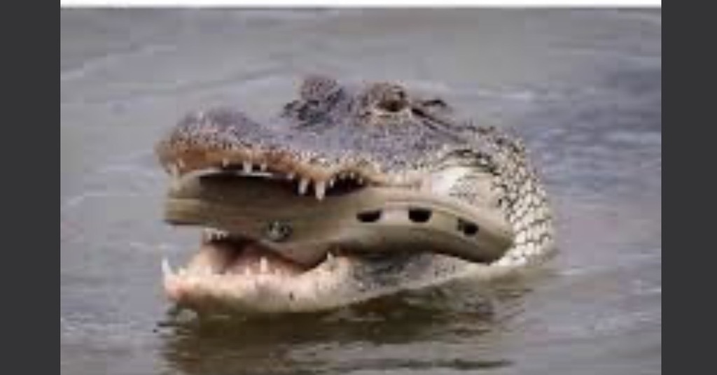 A crocodile with a shoe, Croc, in his mouth. The crocodile in water and only his head is showing out of the water.