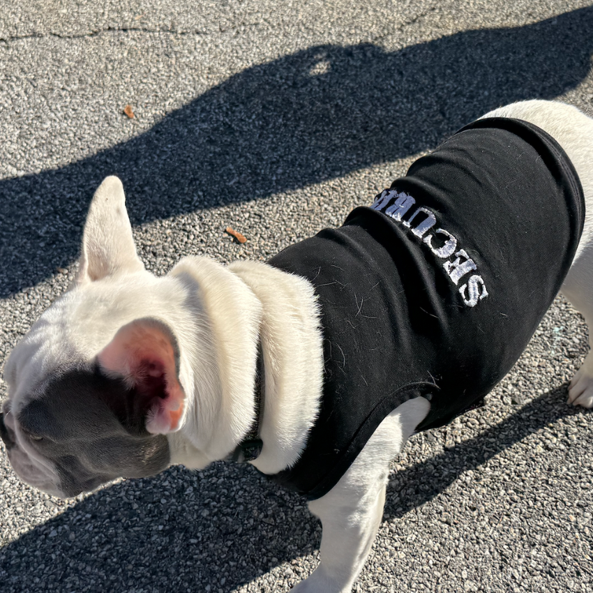 white dog with a black jacket