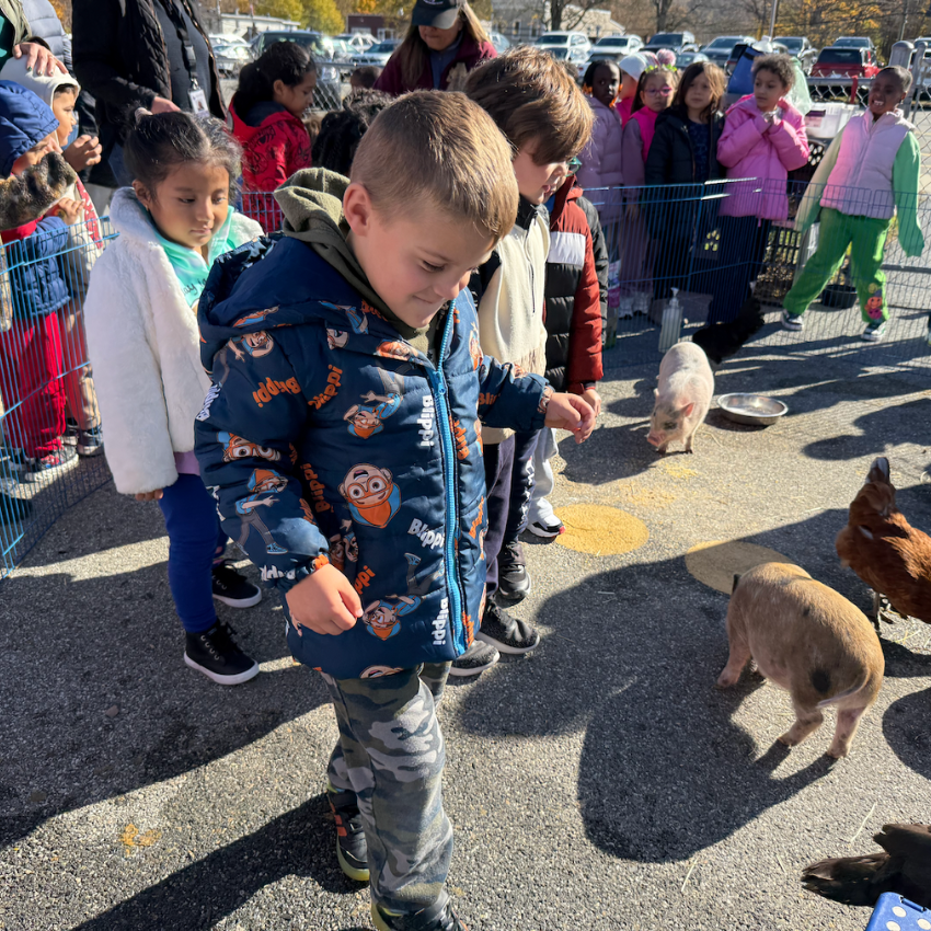 student looking at a pig