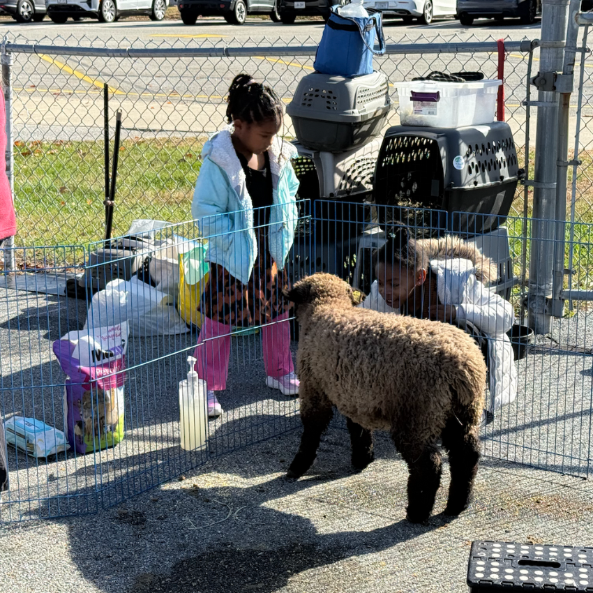 students petting a sheep