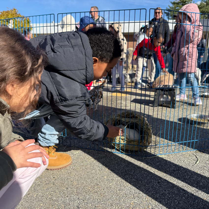 student petting a guinea pig