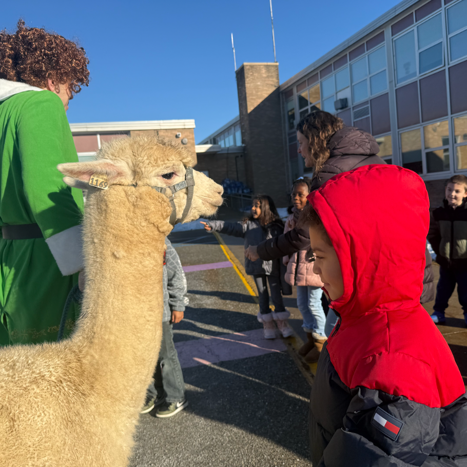 student in red coat standing next to alpaca 
