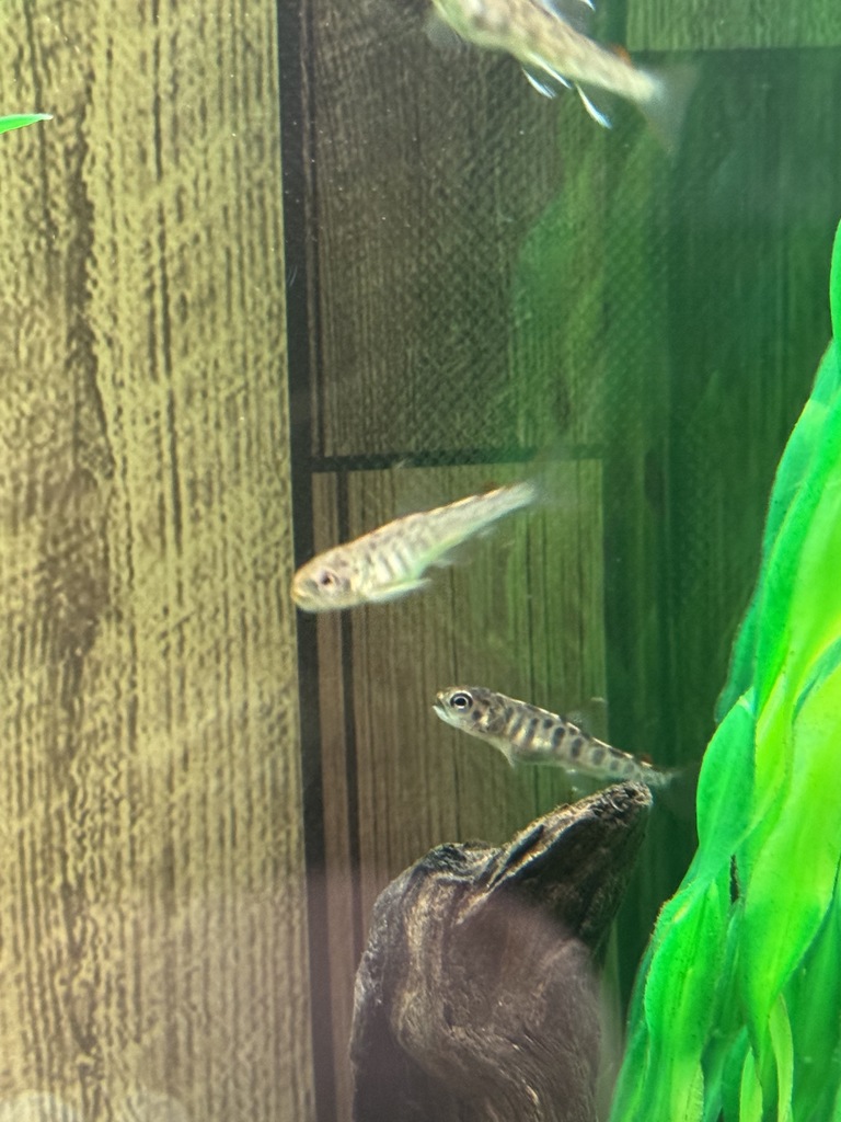 trout growing in tank