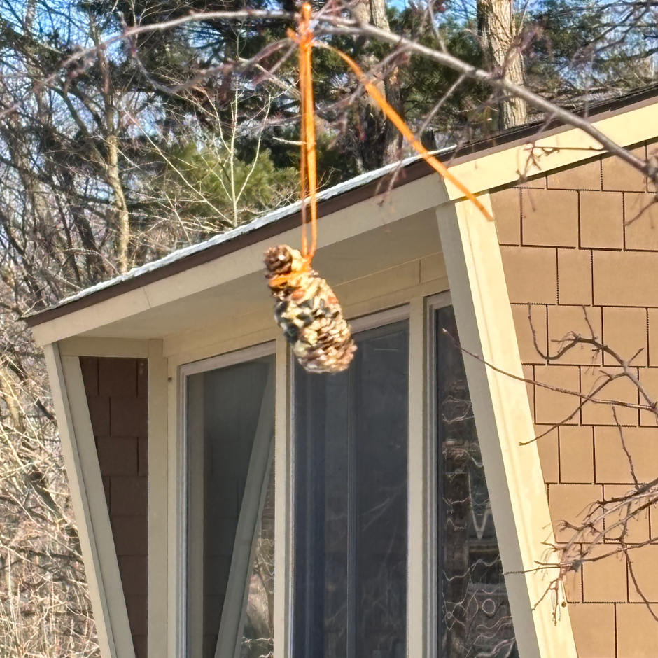 tree branch outside window