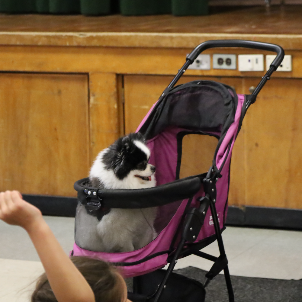 dog sitting in a stroller