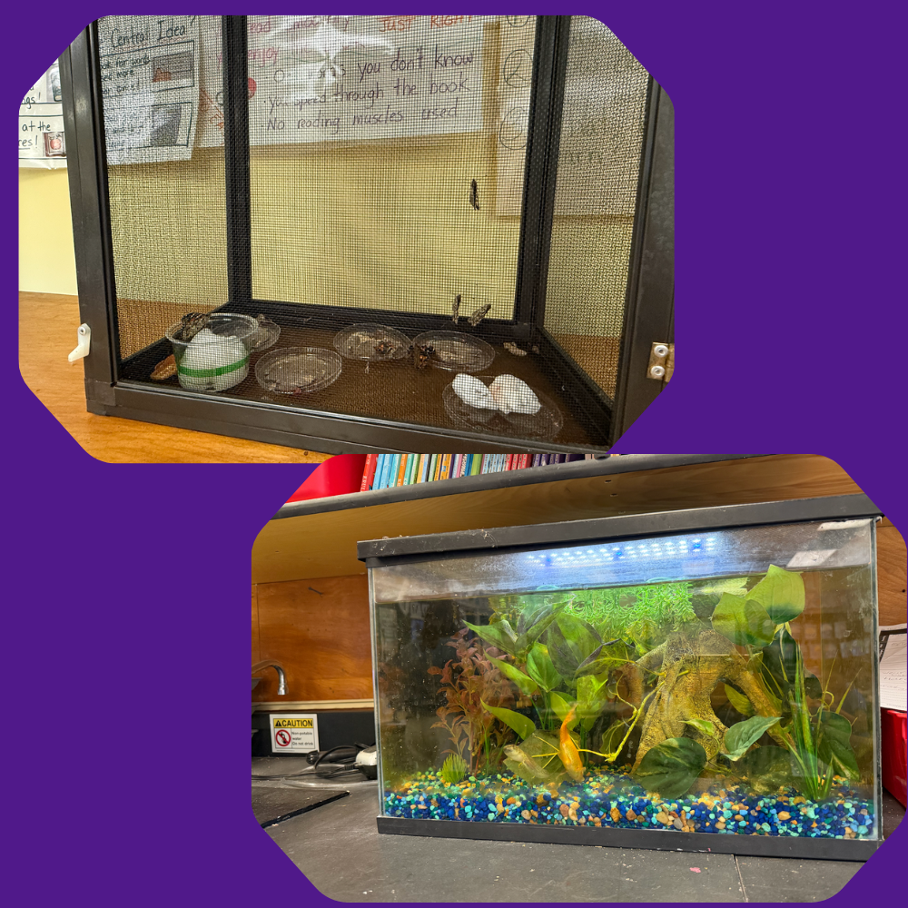 a butterfly cage and a goldfish