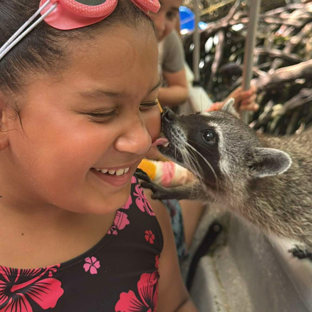 black and white animal licking a child's face