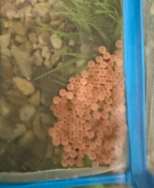 trout eggs