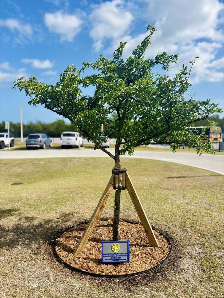 Tree planted for earth day
