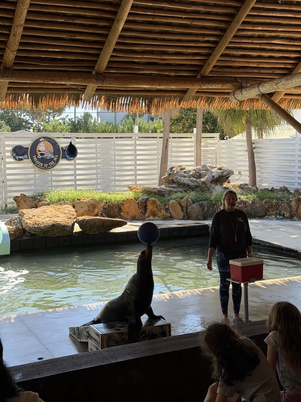 sea  lion at theater of the sea