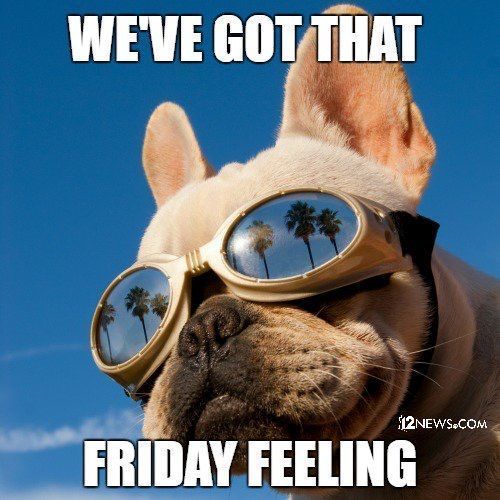 Frenchie Friday