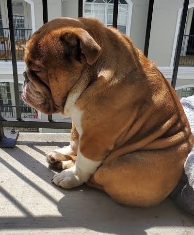 Sad Bulldog