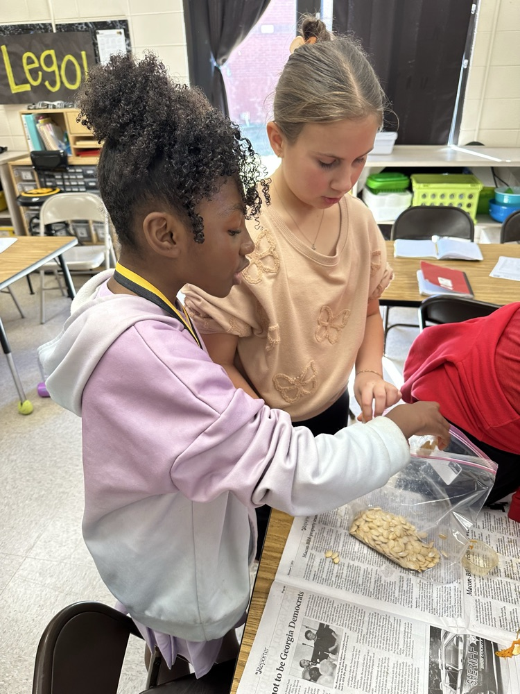 5th grade students counting pumpkin seeds