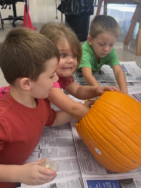 kinder students pulling out pumpkin seeds to count