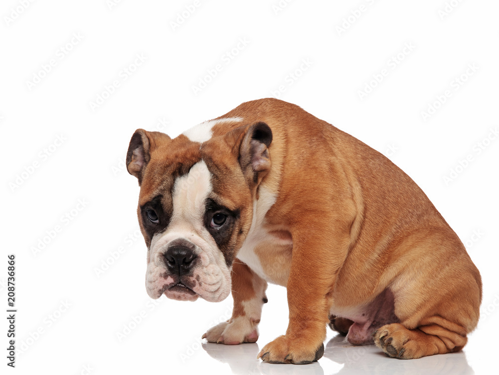 Sad Bulldog