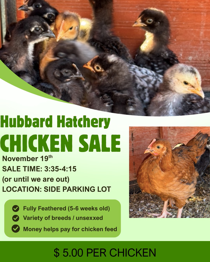 Chick sale ad