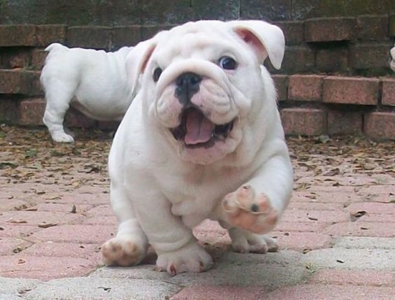 Happy Bulldog