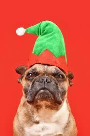 Elf Bulldog