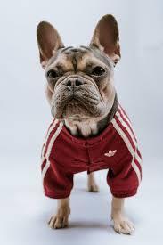 Athletic Wear Dog