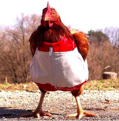 Track Suit Chicken