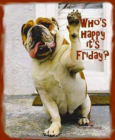 Happy Friday Bulldog