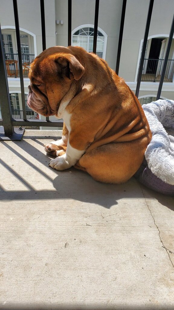 sad bulldog