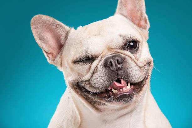 Happy Friday Bulldog