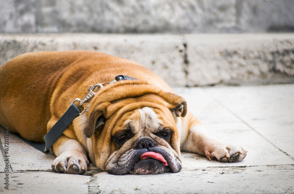 Sad Bulldog
