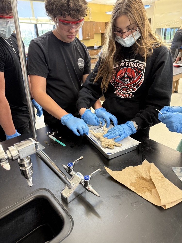 Students at Peterstown Middle School dissecting frogs. 