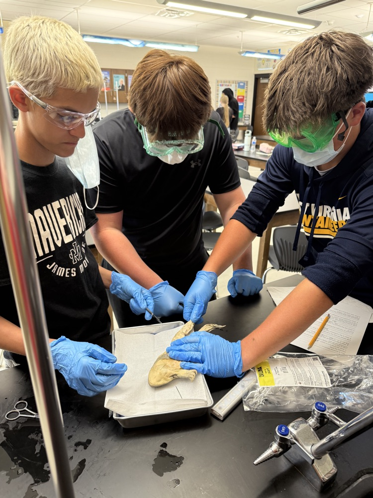 Students at Peterstown Middle School dissecting frogs. 