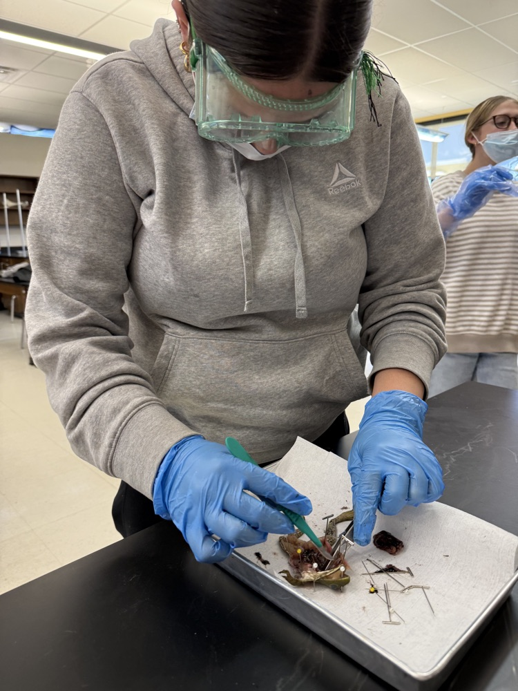 Students at Peterstown Middle School dissecting frogs. 