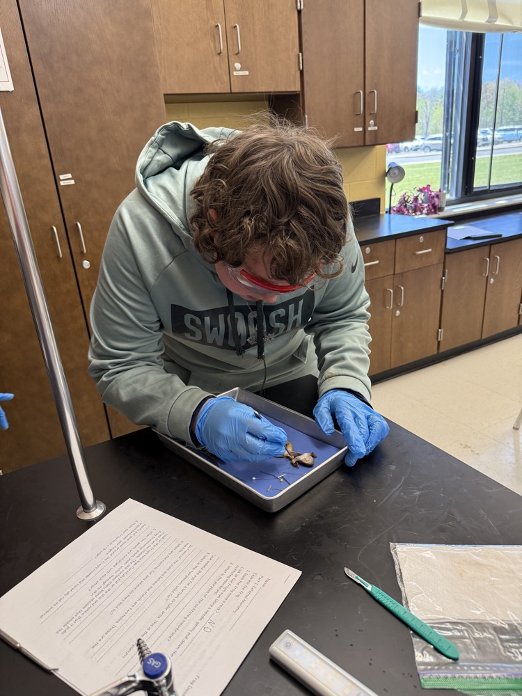 Students at Peterstown Middle School dissecting frogs. 