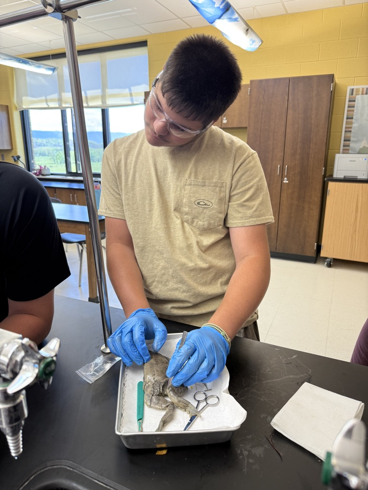 Students at Peterstown Middle School dissecting frogs. 