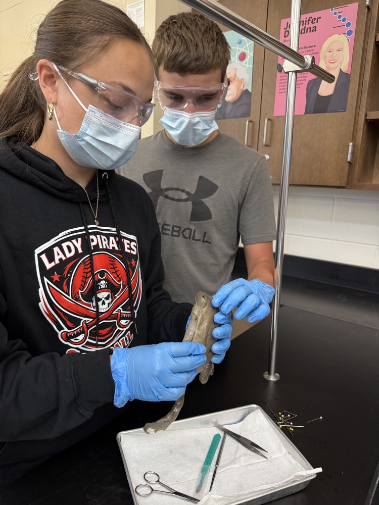 Students at Peterstown Middle School dissecting frogs. 