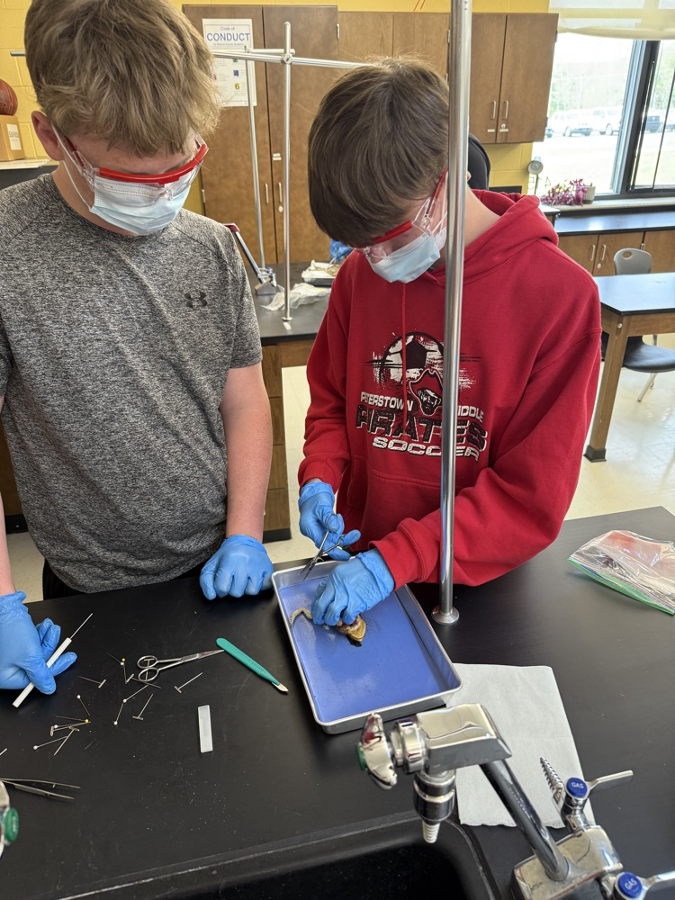 Students at Peterstown Middle School dissecting frogs. 