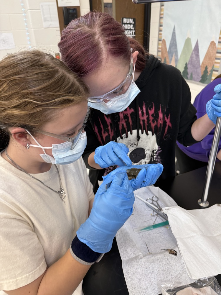 Students at Peterstown Middle School dissecting frogs. 