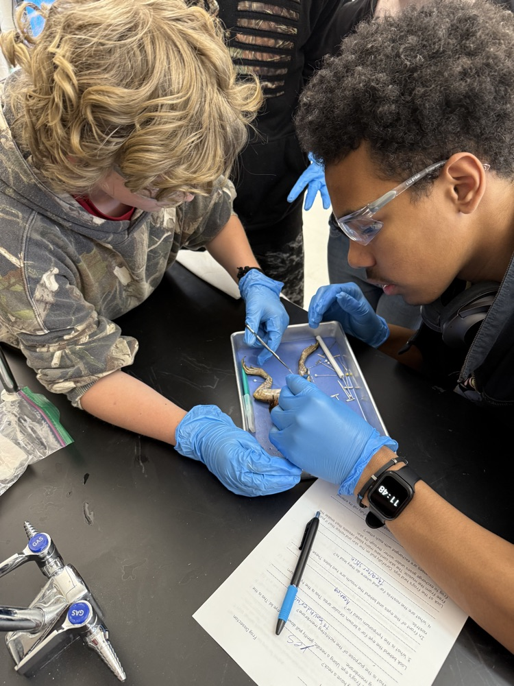 Students at Peterstown Middle School dissecting frogs. 