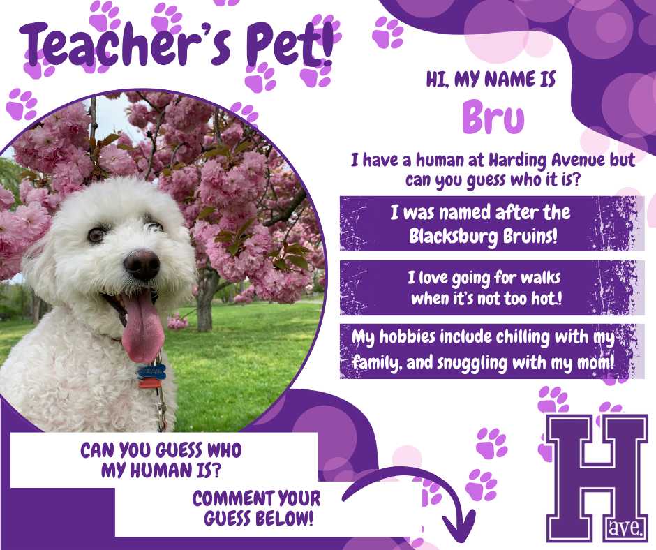 Teacher's Pet - Bru