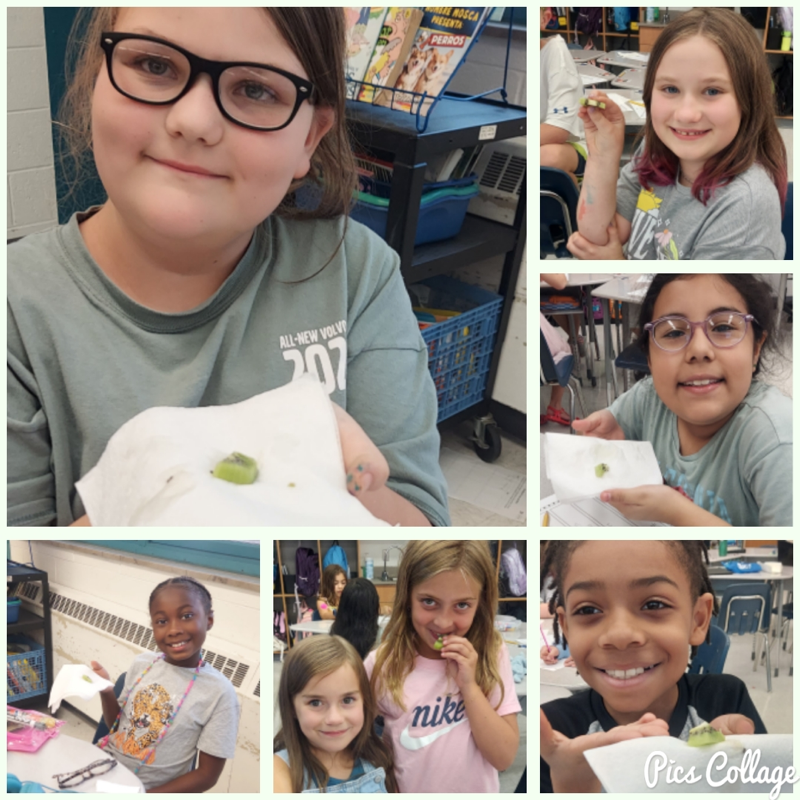 photo collage of a group of elementary school students in a classroom, engaging in a sensory exploration of a kiwi. Students are holding, touching, and eating the the fruit, showing various facial expressions of wonder, interest, and enjoyment.
