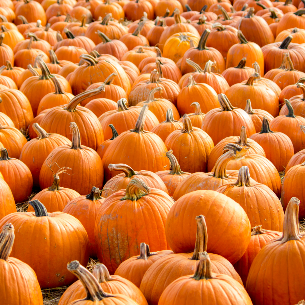 pumpkins