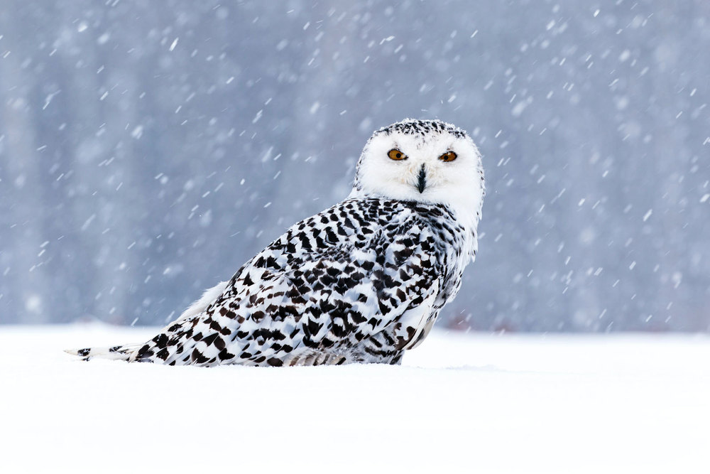 Snow Owl