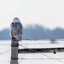Snow owl