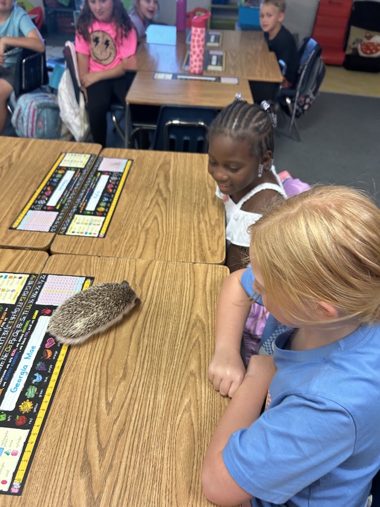 students playing games and looking at hedge hog