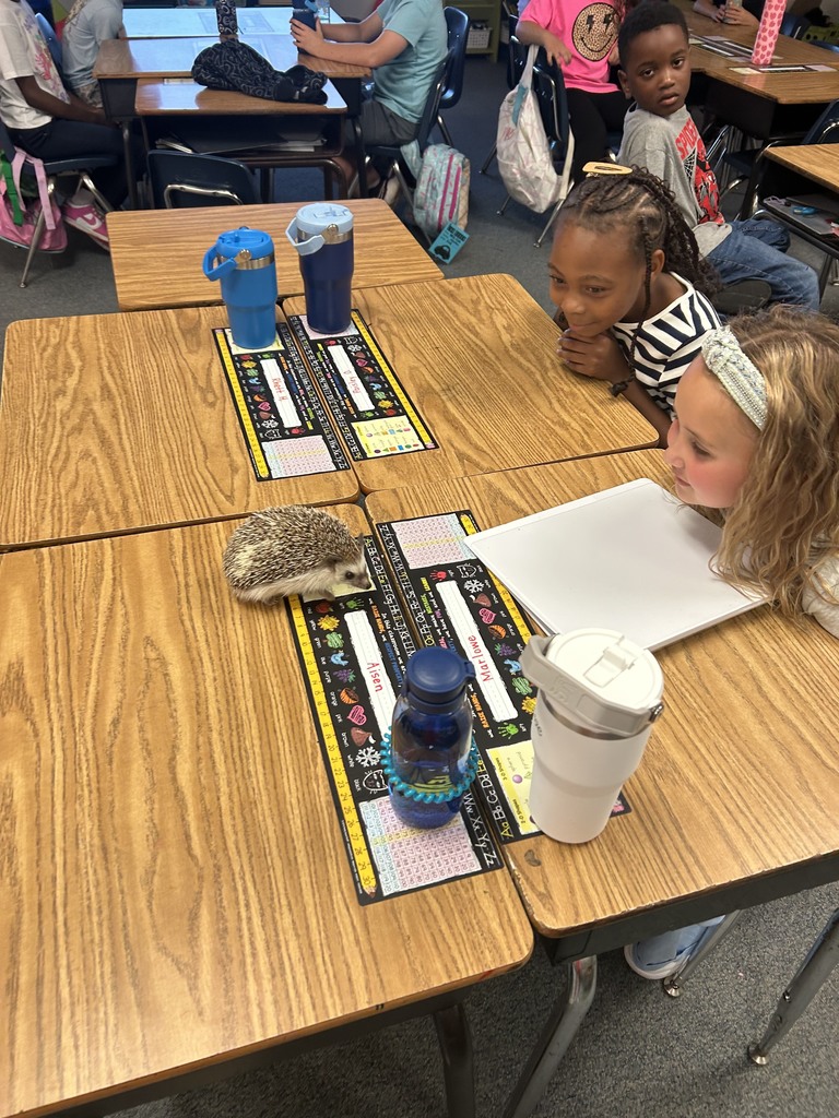 students playing games and looking at hedge hog
