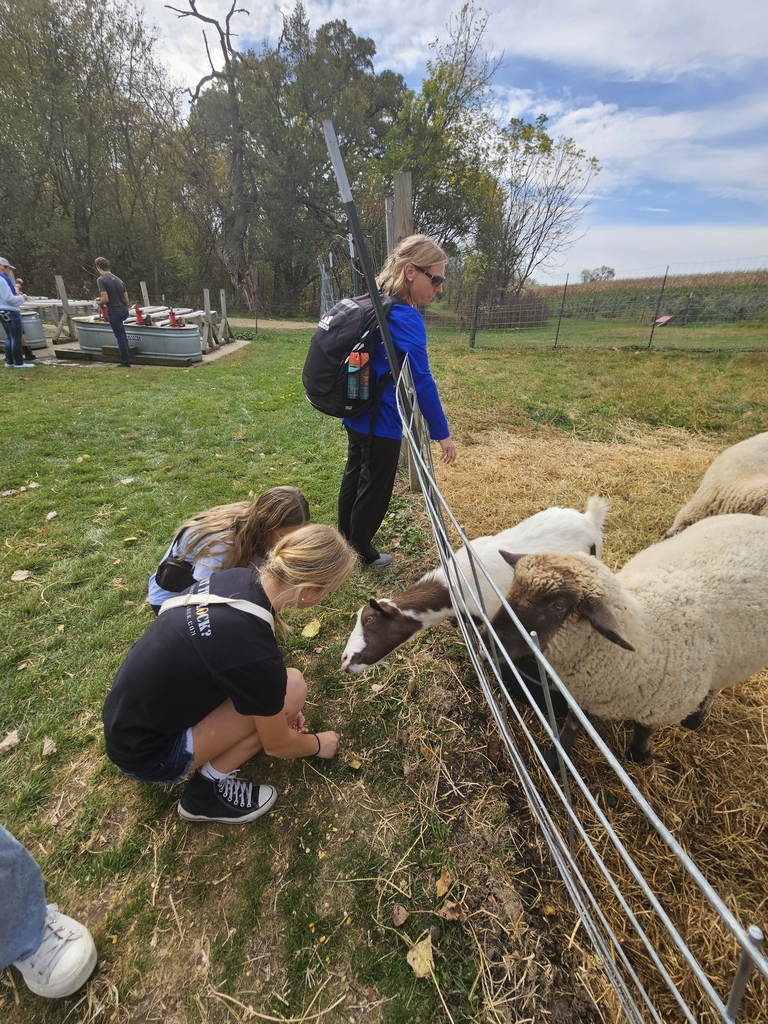 feeding sheep and goats