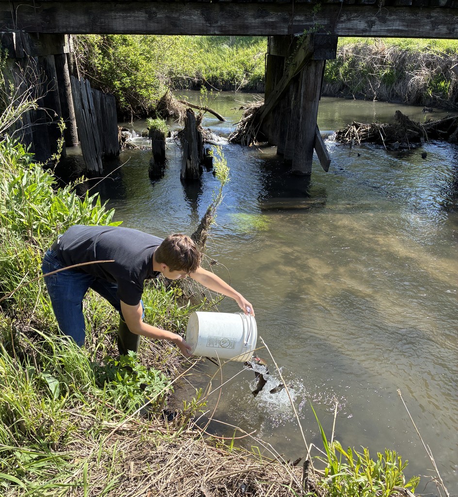 student restocking fish in water