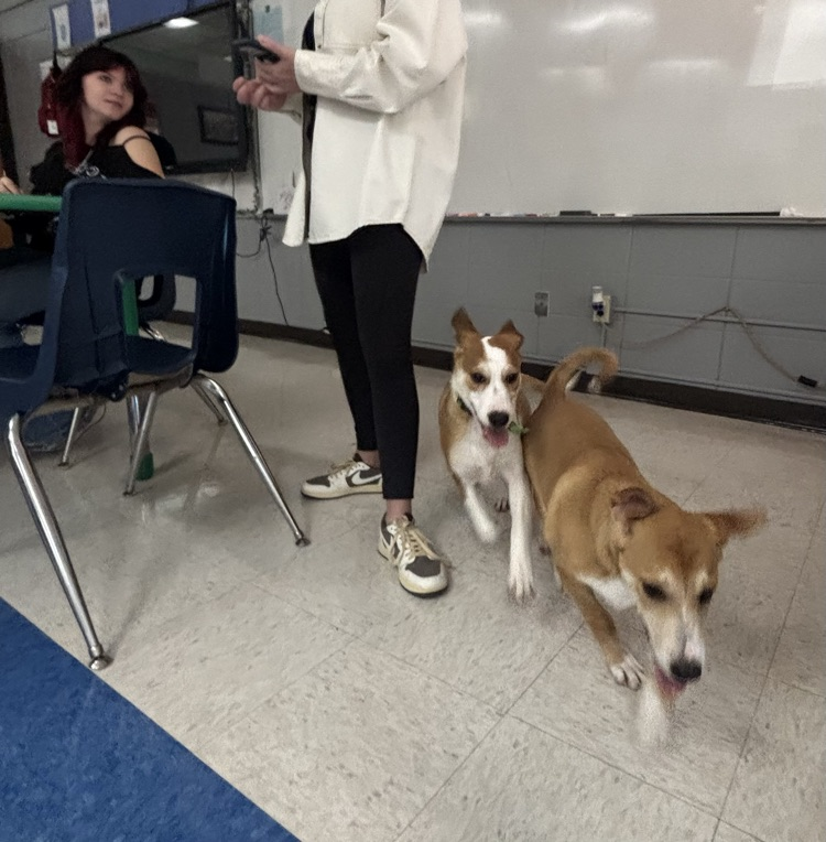 two pups