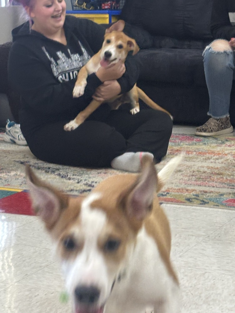 pups with energy