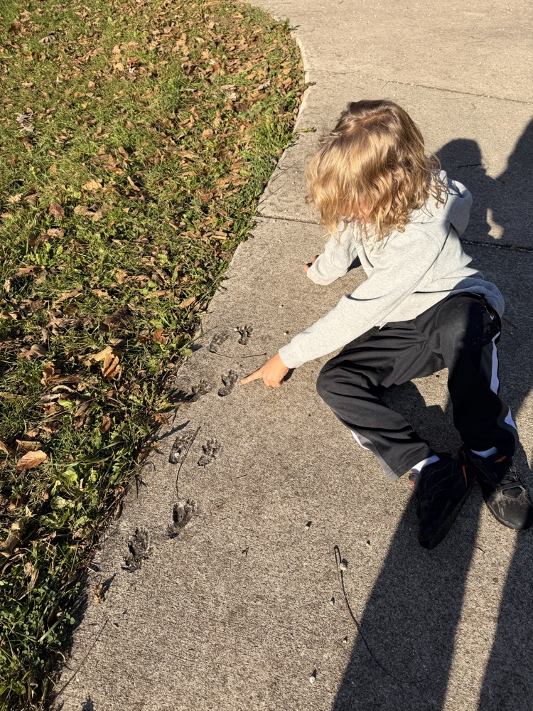 A child pointing to animal footprints on a sidewalk.